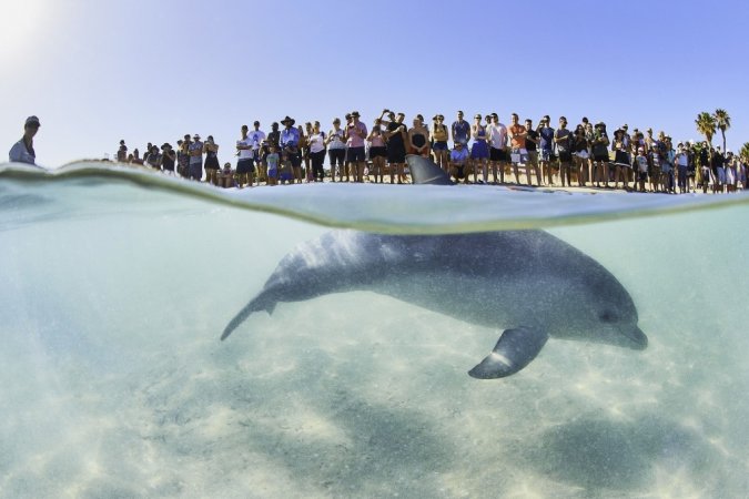 116771-monkey-mia-dolphins-163-3266-6823-1639474172.jpg
